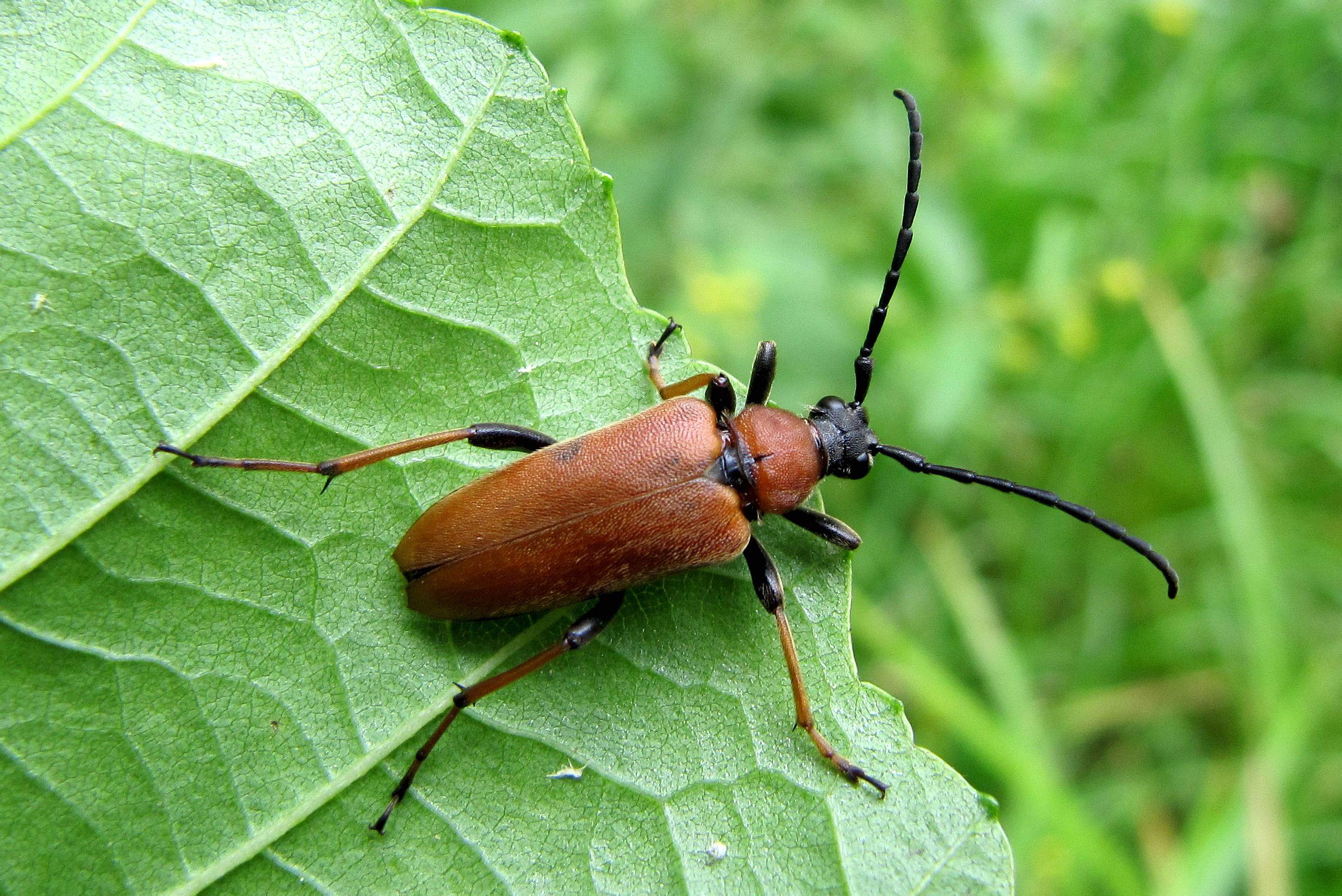 Красотел пахучий: фото жука, причины исчезновения