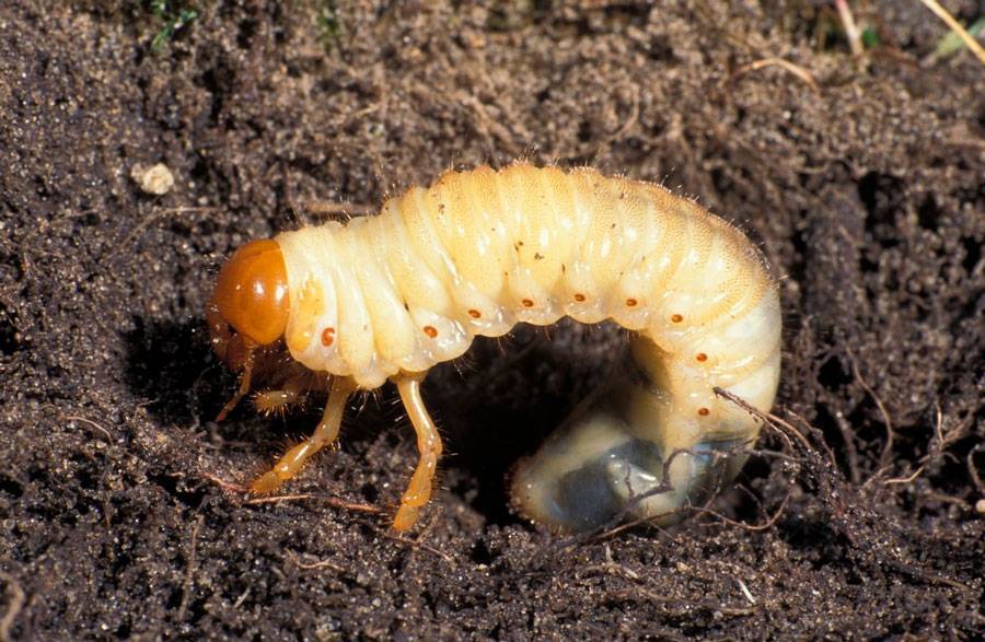 Борьба с майским жуком и его личинками, методы борьбы