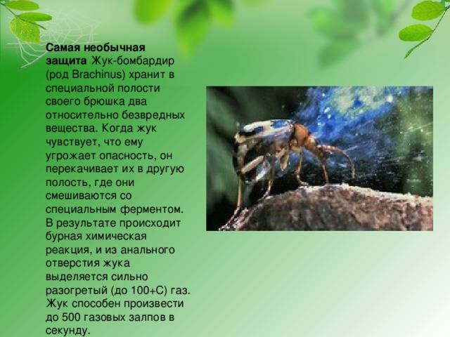 Интересные факты о жуке бомбардире