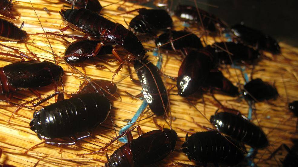 Большие черные тараканы в квартире: как избавиться, какие средства использовать