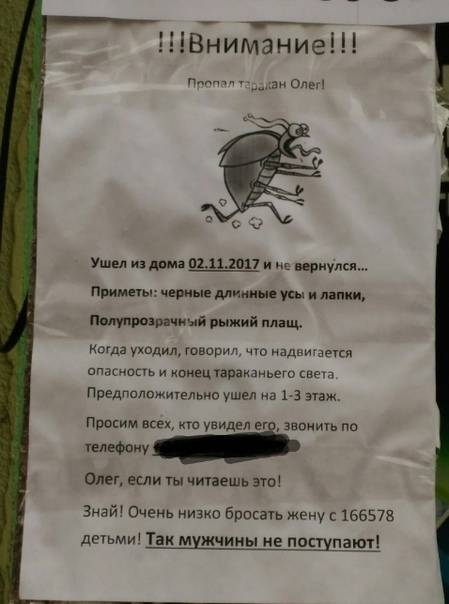 Черные тараканы в квартире: откуда берутся, фото, как от них избавиться раз и навсегда