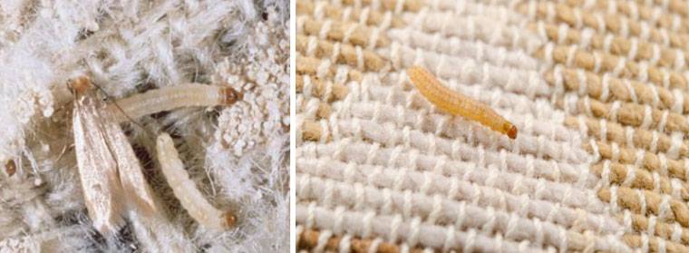 Как выглядят личинки моли и как от них избавиться