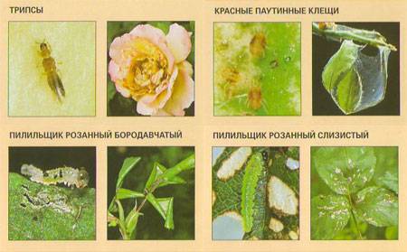 Болезни садовых роз - дачная жизнь