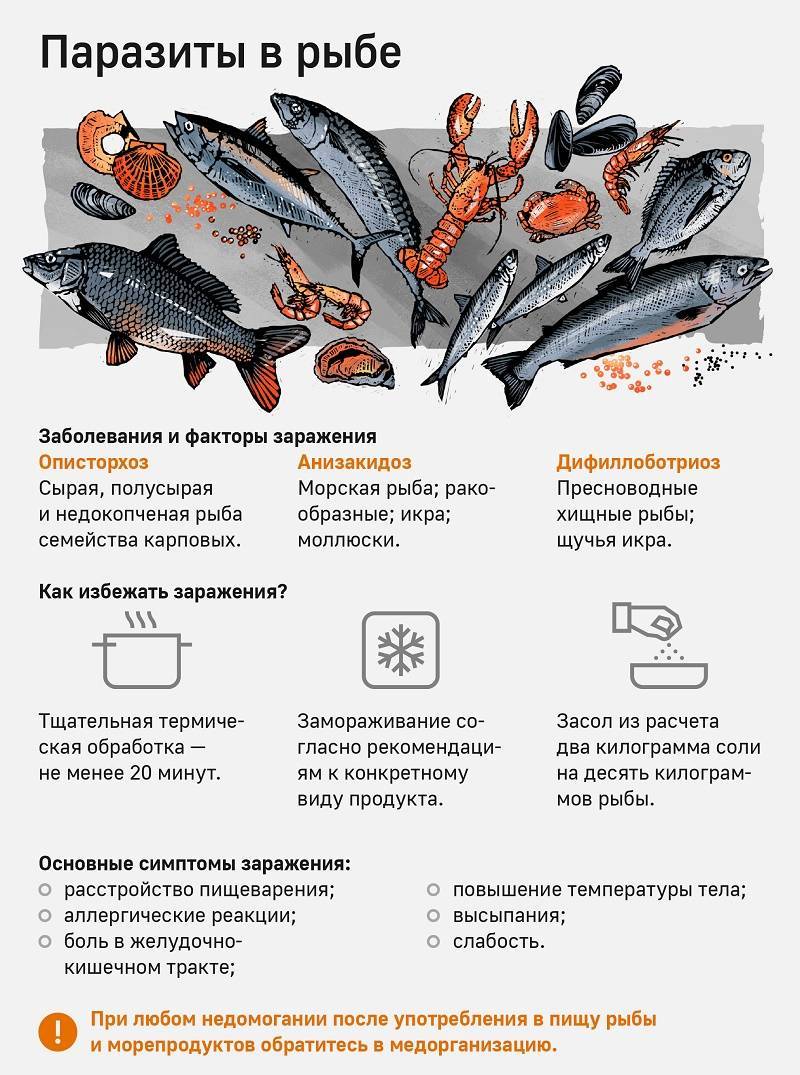 Глисты в речной и морской рыбе: фото и названия | medded.ru