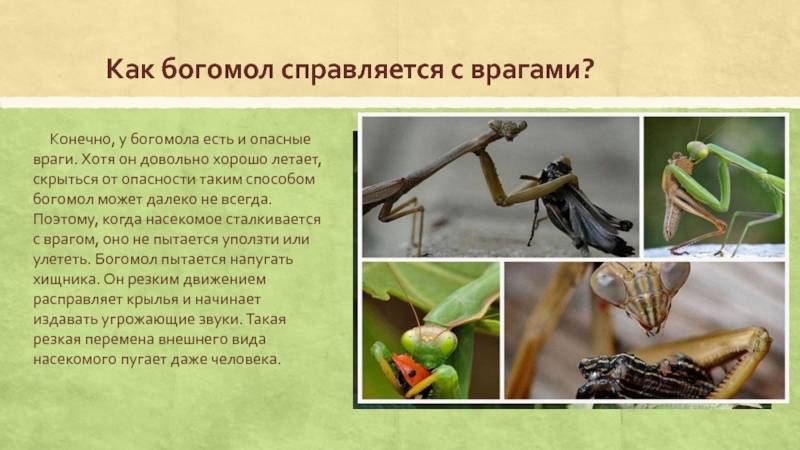 Богомол насекомое. образ жизни и среда обитания богомола