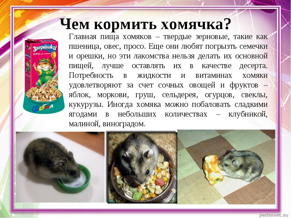 Чем питаются декоративные мыши в домашних условиях: что любят есть больше всего