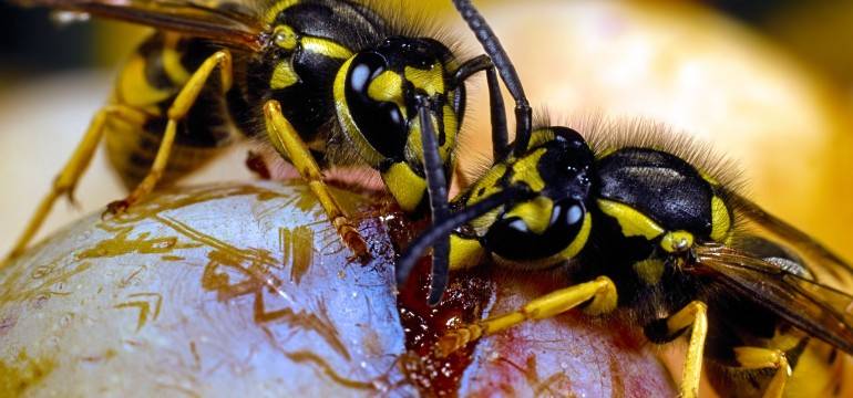 Земляные осы: как избавиться от гнезда на участке, методы борьбы