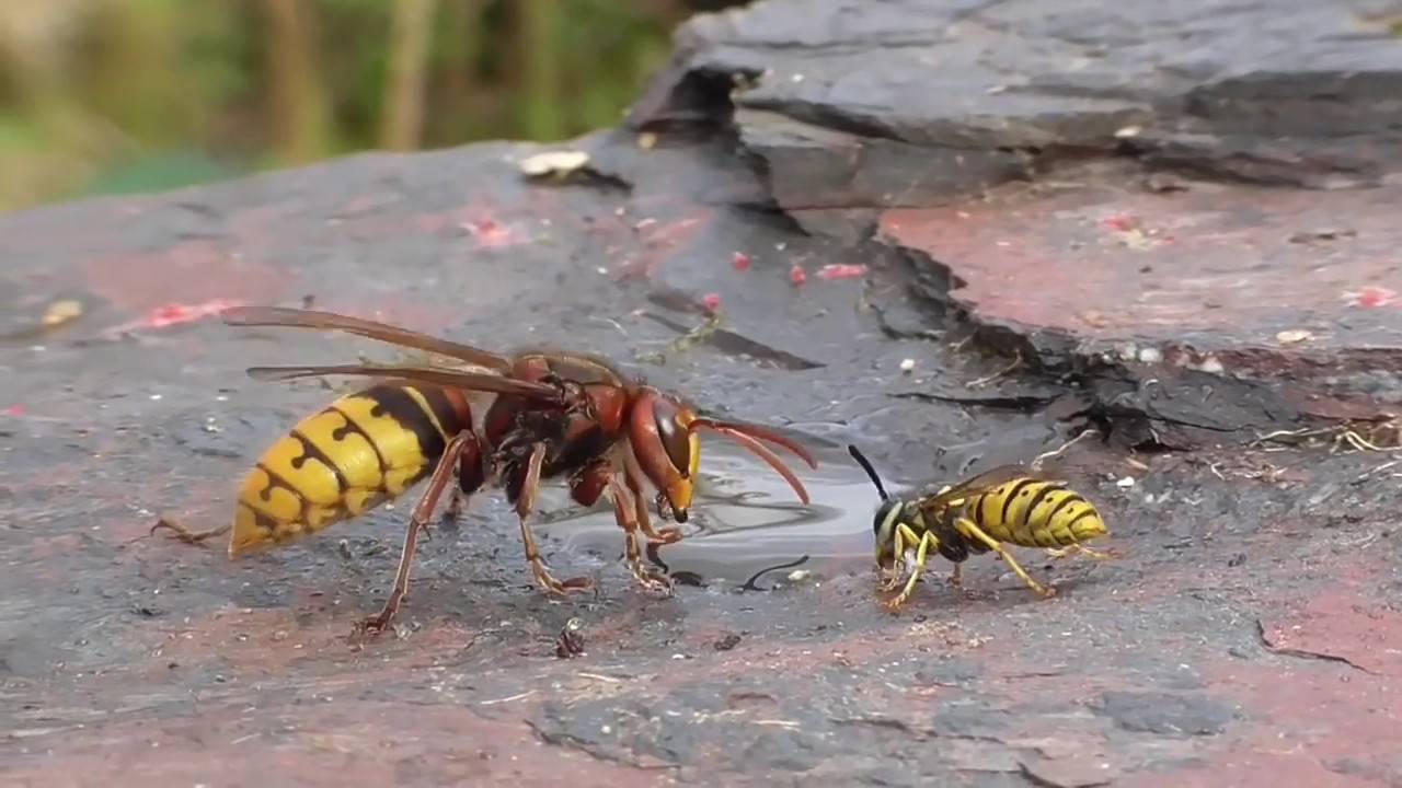 Странные, причудливые и интересные насекомые мира