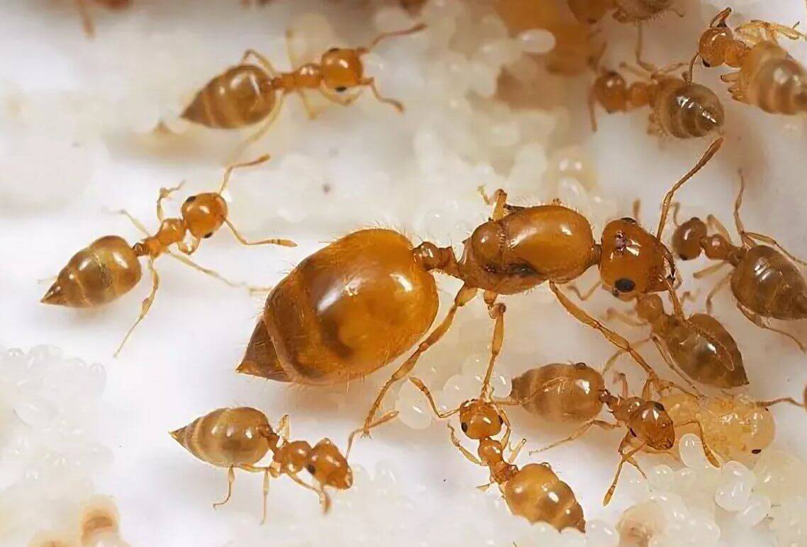 Фараоновы муравьи - фото, описание и как избавиться