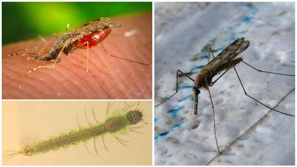 Укус малярийного комара – как распознать укус, признаки, последствия | rvdku.ru