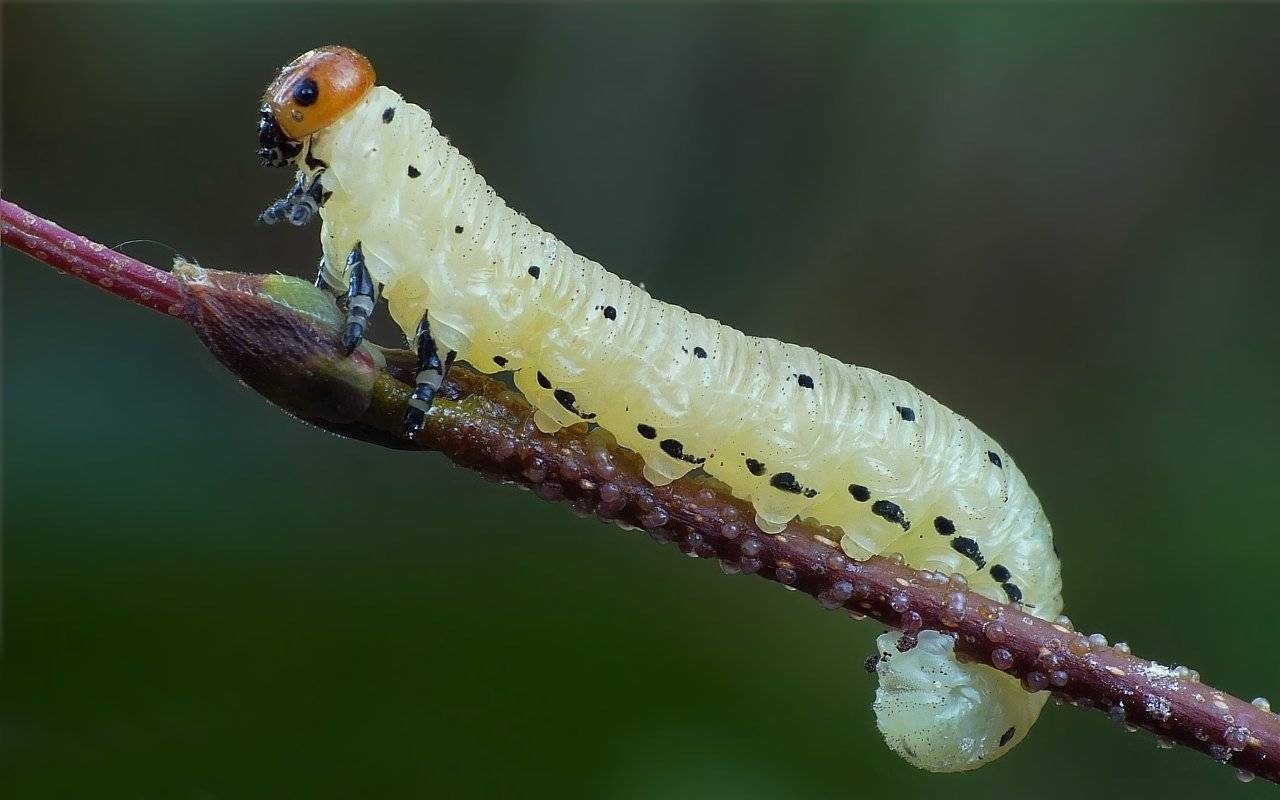 Пилильщик жук. образ жизни и среда обитания жука пилильщика