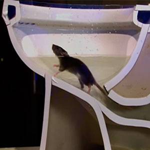 Крысы в канализации и из унитаза: откуда берутся, и как избавиться / как избавится от насекомых в квартире