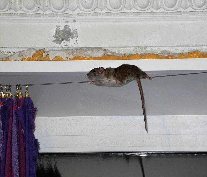 Способы избавиться от мышей под натяжным потолком. мыши в натяжном потолке