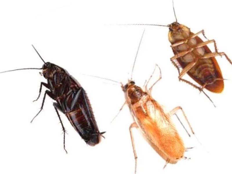 Откуда берутся тараканы в частном доме и как с ними бороться?