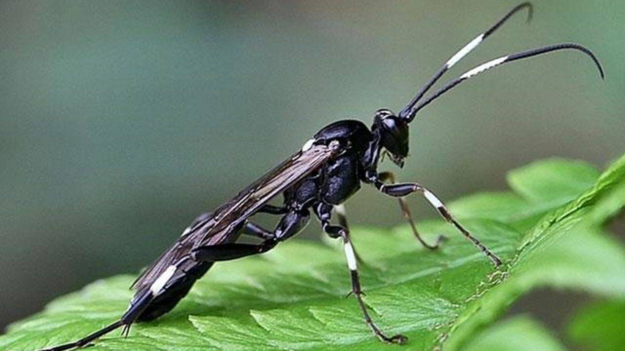 Мясная муха: фото и описание