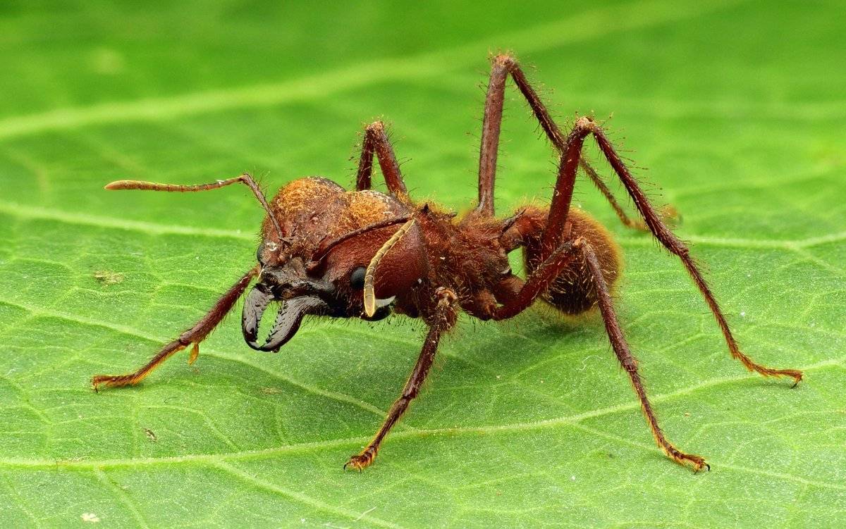 Борьба с муравьями в саду | клуб любителей муравьев