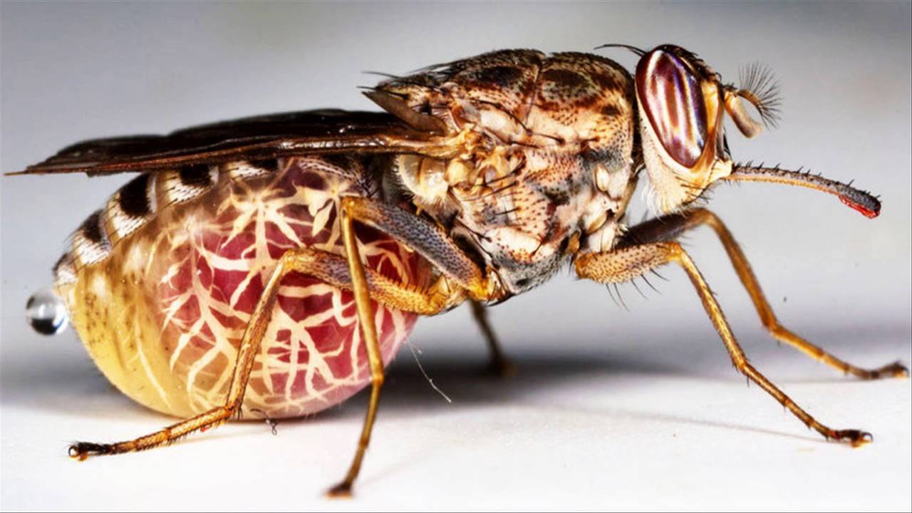 Самая большая муха: как называется муха-рекордсмен и есть ли у неё конкуренты