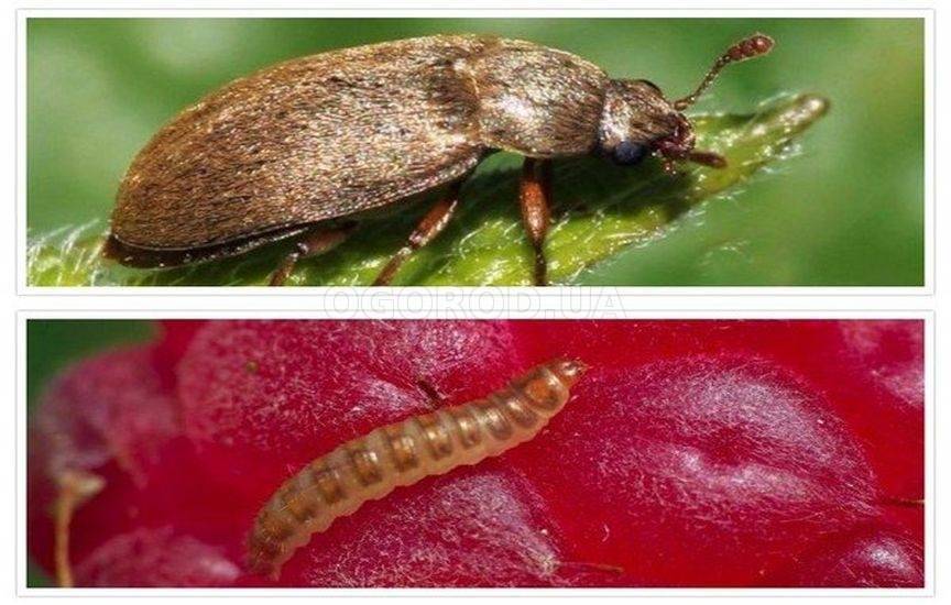 Малиновый жук: методы борьбы и профилактики