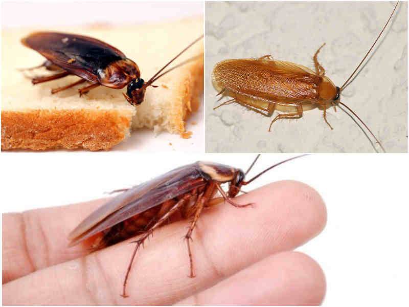 Как бороться с прусаками в квартире, как вывести рыжих тараканов: способы избавления в домашних условиях