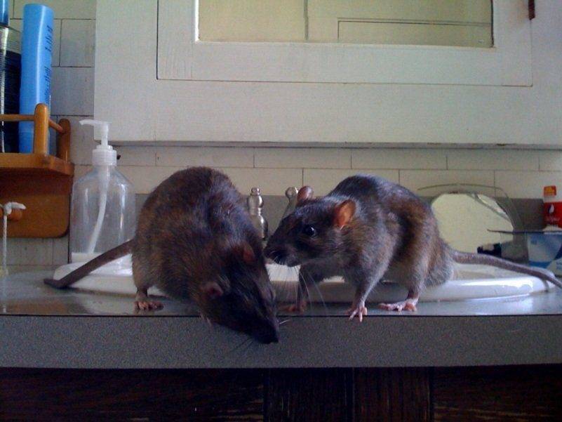 Избавляемся от крыс в своем доме правильно