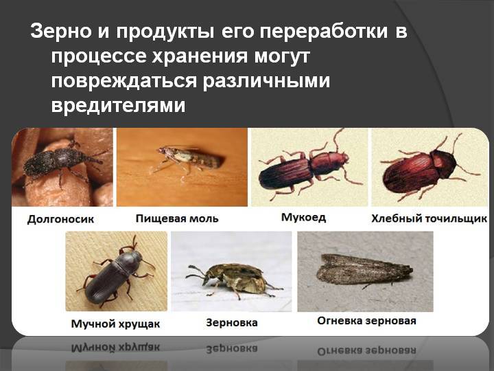 Как вывести пищевую моль: подборка самых эффективных способов
