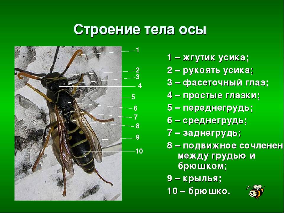 Оса насекомое. образ жизни и среда обитания осы