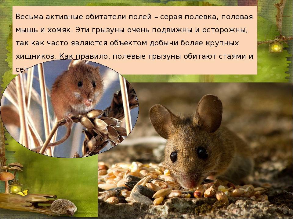 Полевая мышь – описание и образ жизни