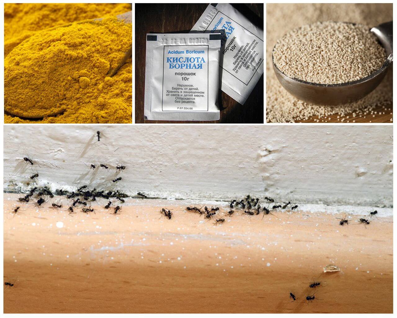 Народные средства от муравьев в доме: 17 способов избавления