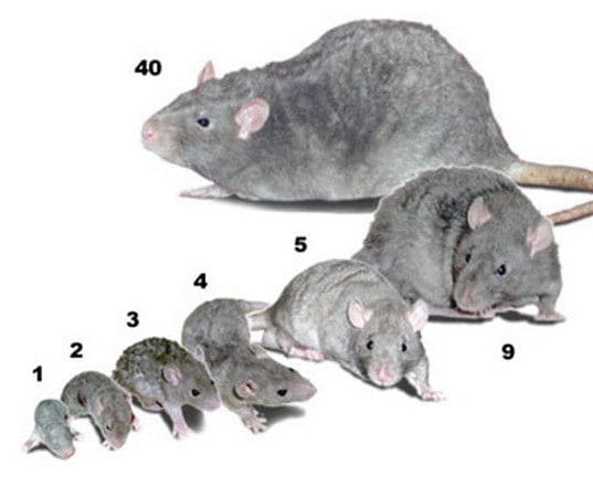 Сколько живут мыши