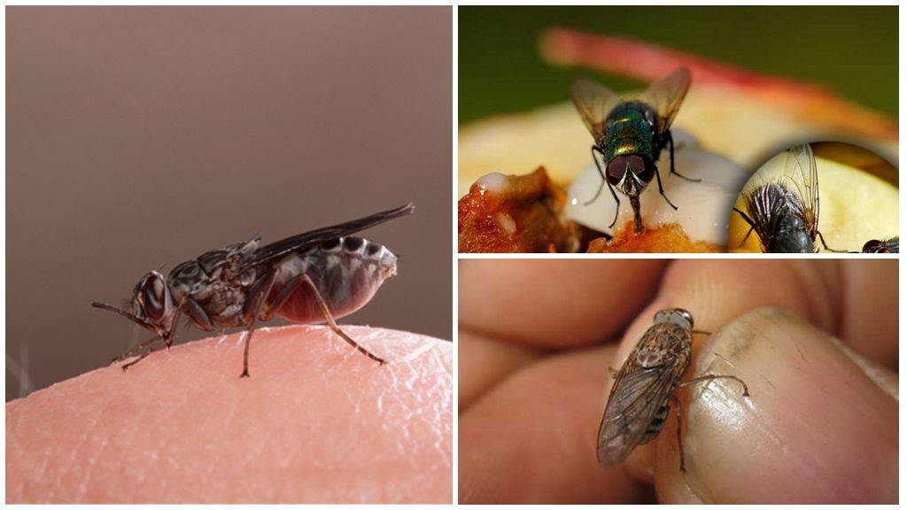 Что делать если проглотил личинку мухи. мясная муха: описание, личинки, срок жизни. что будет, если съесть яйца