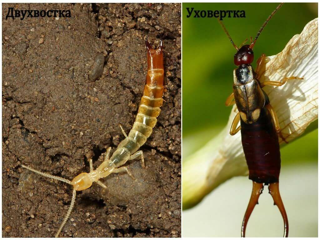Двухвостка