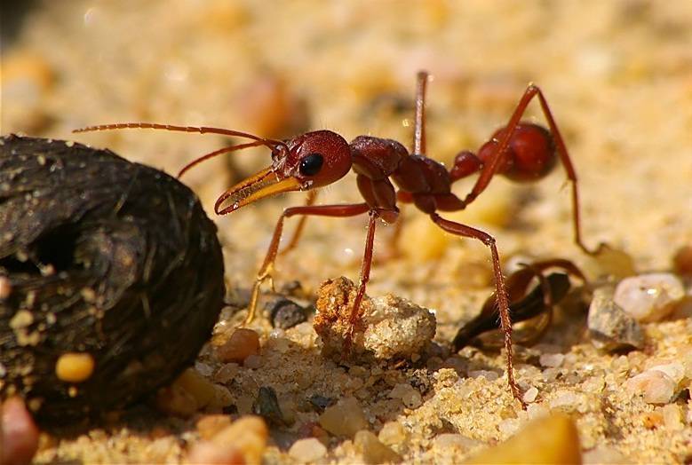 Красный муравей-бульдог — википедия