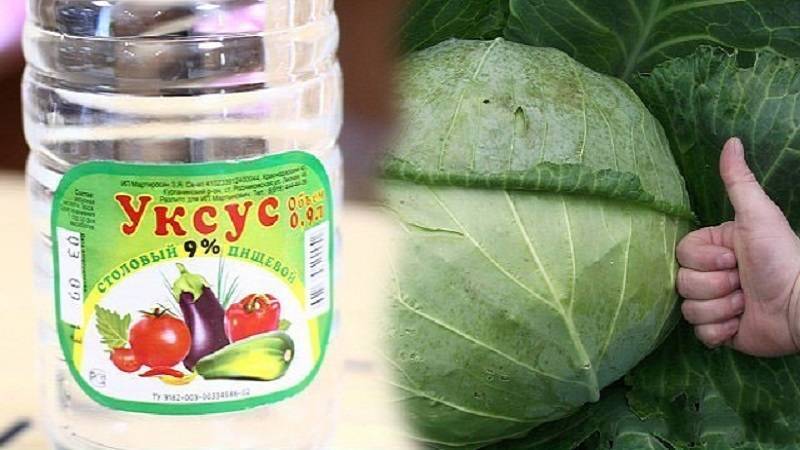 Средства от тли и паутинного клеща и не только. готовим своими руками