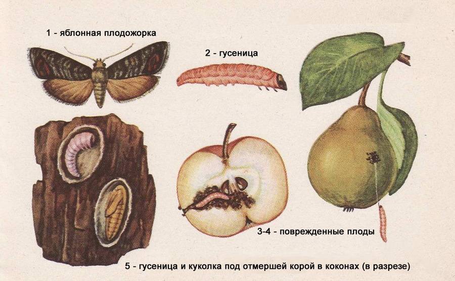 Как уничтожить плодожорку на яблоне: описание вредителя, методы и меры борьбы