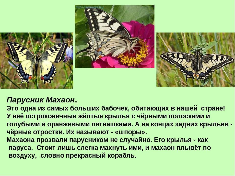 Бабочка махаон - фото и описание, как выглядит, сколько живет и чем питается